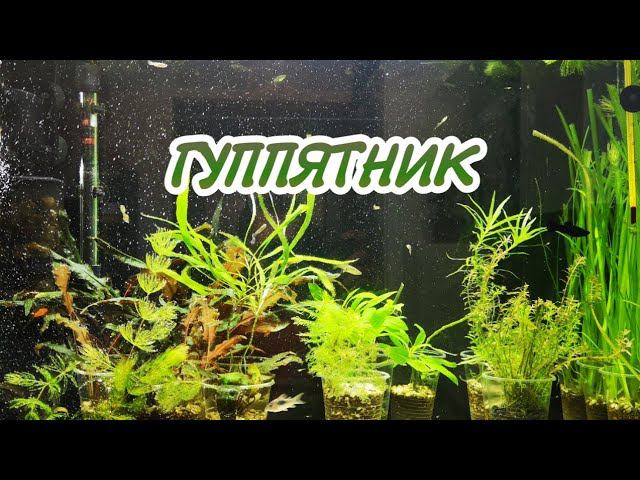 УБРАЛСЯ В ГУППЯТНИКЕ. смотреть онлайн