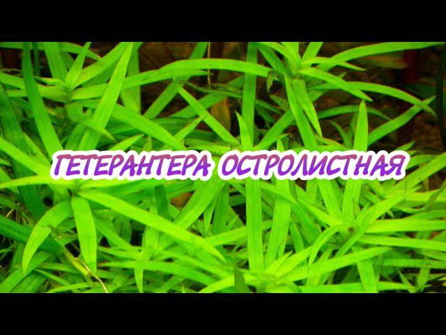 ГЕТЕРАНТЕРА ОСТРОЛИСТНАЯ. СОДЕРЖАНИЕ В АКВАРИУМЕ. смотреть онлайн