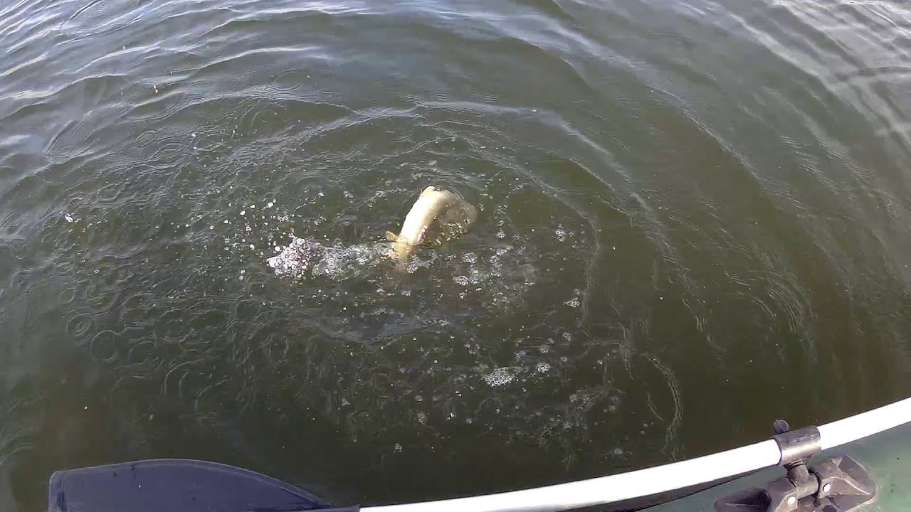 Рыбалка на щуку весной - фиаско с лодкой, щука и утки. Ловля щуки на спиннинг весной - открытие. смотреть онлайн