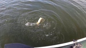 Рыбалка на щуку весной - фиаско с лодкой, щука и утки. Ловля щуки на спиннинг весной - открытие.