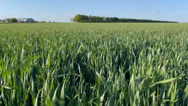 Пшеница после заморозков. Белгородская область. 19.05.2024 смотреть онлайн