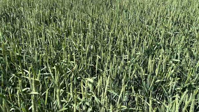 Озимая пшеница 2024. Семена смотреть онлайн