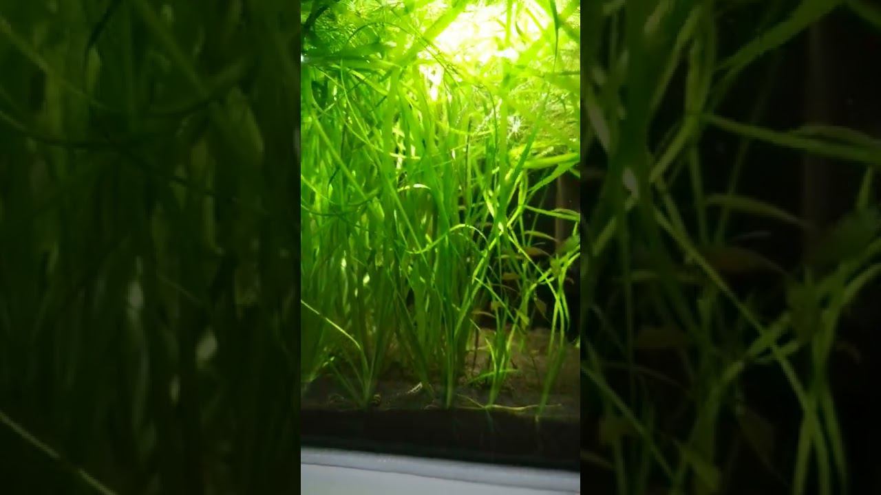 КУБИК ЗАРОС смотреть онлайн