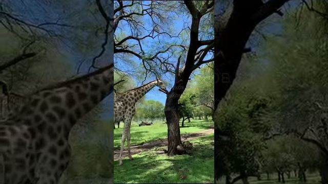 Маврикий. Mauritius. 毛里求斯。 смотреть онлайн