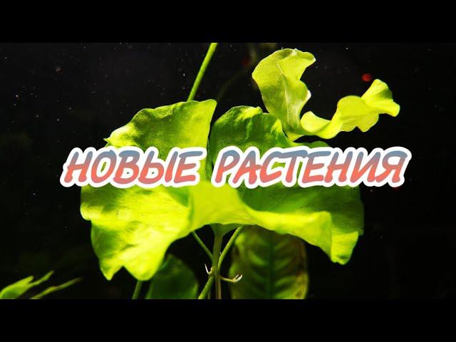 ПОСАДИЛ НОВЫЕ РАСТЕНИЯ смотреть онлайн