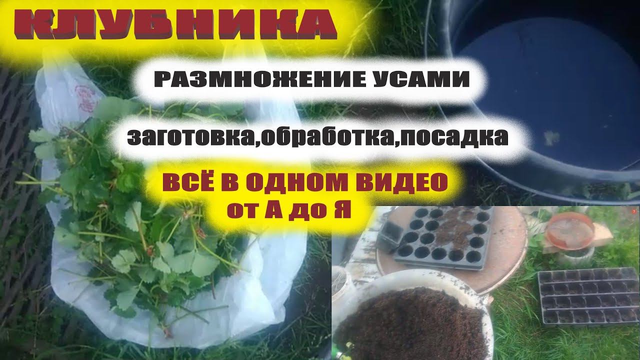 Выращивание клубники усами.Обрезка,обработка,посадка от А до Я смотреть онлайн