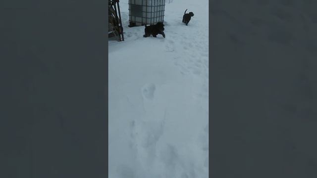 Щенки русского черного терьера смотреть онлайн