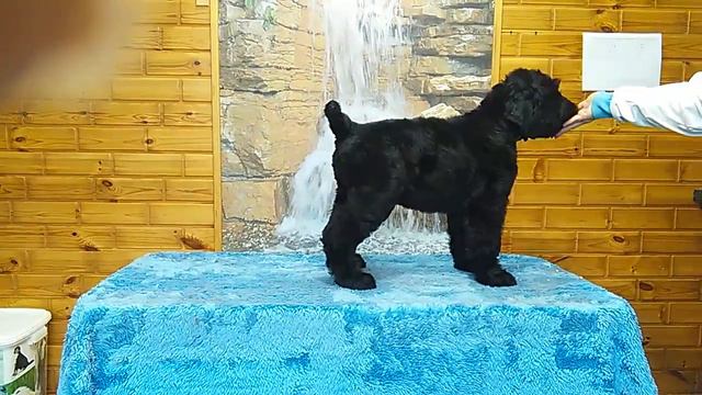 VID 20180622 134303 1 смотреть онлайн