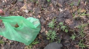 ПОШЁЛ НА ПРОГУЛКУ С СОБАКОЙ И НАБРАЛ МНОГО ГРИБОВ! Майские грибы!