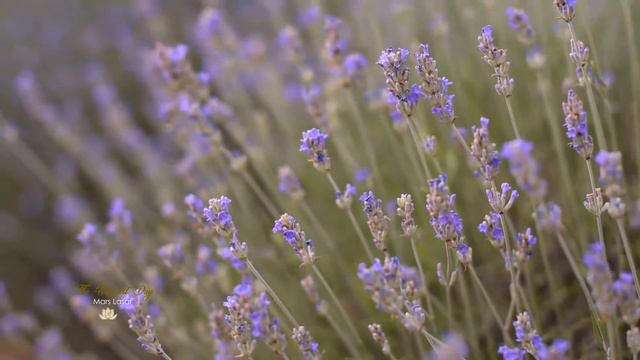 THE HAPPIEST DAY - Mars Lasar смотреть онлайн
