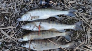 ЛОВЛЯ СУДАКА НА ДЖИГ, НАЛОВИЛ КЛЫКАСТЫХ ЗА ПОЛЧАСА Рыбалка на спиннинг весной