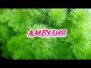 АМБУЛИЯ.СОДЕРЖАНИЕ И РАЗМНОЖЕНИЕ В АКВАРИУМЕ.
