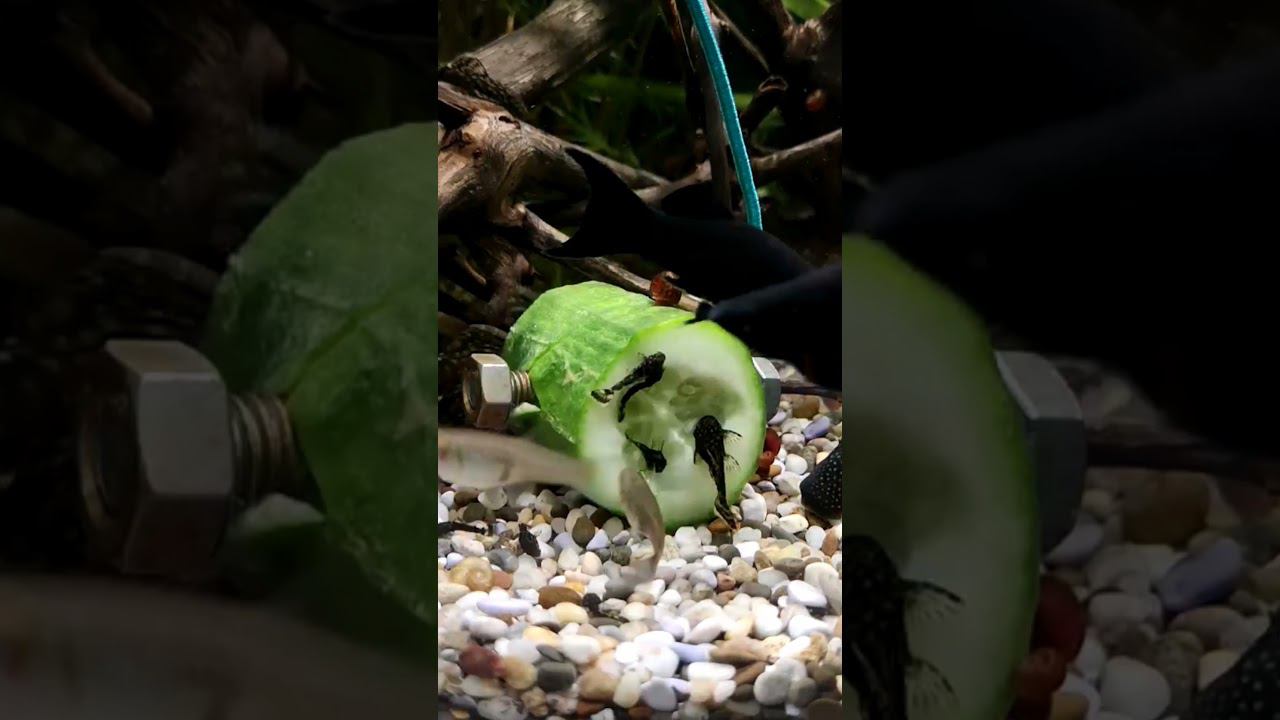 КОРМЛЮ РЫБОК ОГУРЦОМ смотреть онлайн