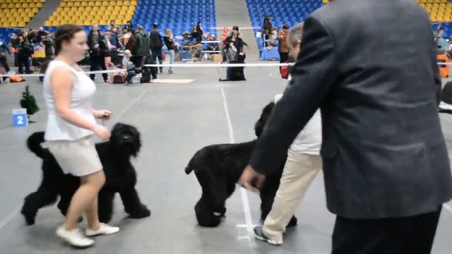 Виолетт и Геральдика смотреть онлайн