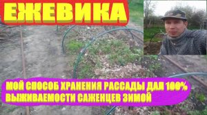 Ежевика весной.Как перезимовали мои саженцы ежевики