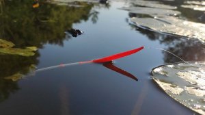 Крупный КАРАСЬ, ЛЕЩ - натаскал ТАЗИК !!!! Рыбалка на поплавок летом