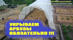 Укрытие арбузов.Чем укрыть арбузы и дыни