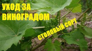 Уход за виноградом весной.Столовый сорт винограда