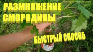 Размножение красной смородины черенками