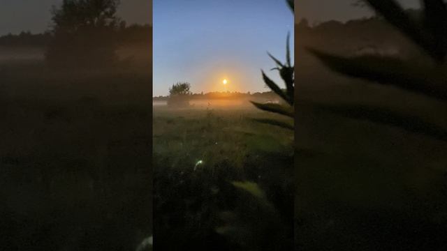 в бороде живут птицы смотреть онлайн