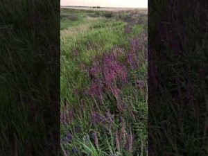 как надо правильно выбирать место для установки ловушки для роев.   Поймал рой на второй день