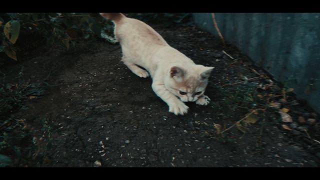 котенок Zефирка #лето #mcpro24fps #котенок #djiom6 #anamorphic смотреть онлайн