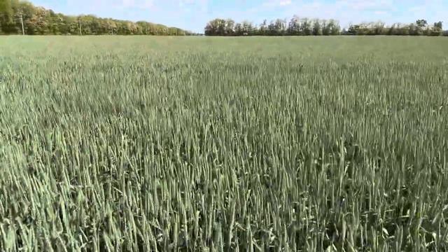 Таня. Урожай 2024. смотреть онлайн