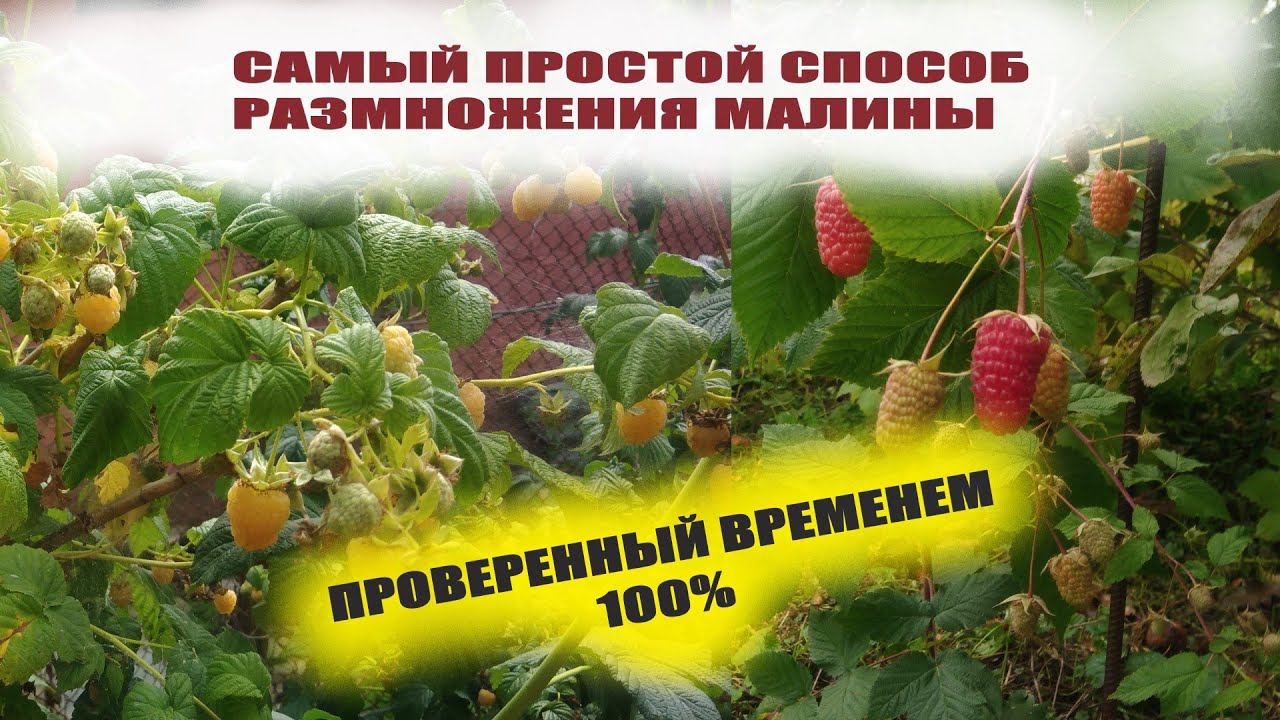 Размножение малины в саду и огороде.Самый простой способ проверенный временем смотреть онлайн