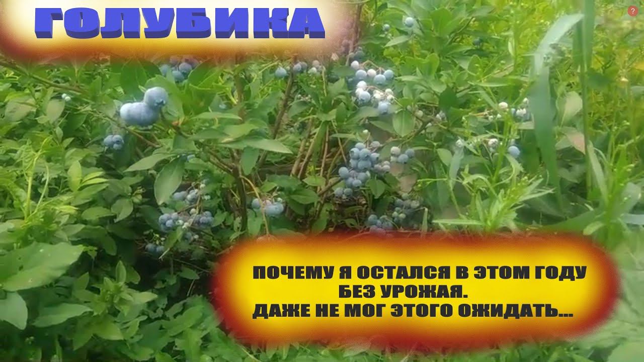 Голубика садовая и аномальная жара.Как можно потерять урожай смотреть онлайн
