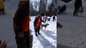 Ринг младшая сук зсл Удмуртская зимняя выставка лаек 2024 (эксперт  Рябов В.А.)