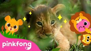 Baby Lion, Roar! | Baby Animals Songs | Cub Song | Pinkfong for Kids