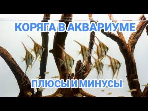 КОРЯГА В АКВАРИУМЕ. ПЛЮСЫ И МИНУСЫ