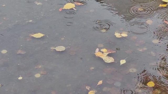 Мои дожди... 
Видеопоэзия. 
Читает автор А. Шведун. 
Видео, монтаж О. Дзиов.