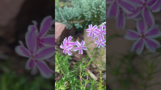Флокс шиловидный "Кэнди Страйпс" в сентябре🌸#shorts смотреть онлайн