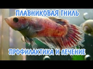 ПЛАВНИКОВАЯ ГНИЛЬ. ПРОФИЛАКТИКА И ЛЕЧЕНИЕ