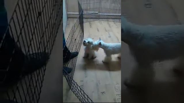 VID 20151011 165131 1 смотреть онлайн
