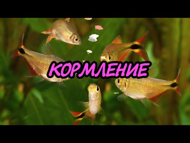 КОРМЛЕНИЕ ЗАМОРОЗКОЙ смотреть онлайн