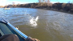 Крупняк ЛУПИТ - удочка В ДУГУ!! Рыбалка весной, судак на спиннинг