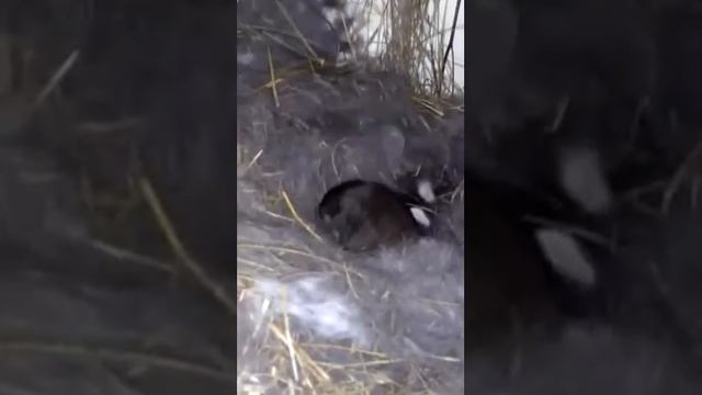 Первый окрол моей принцессы. смотреть онлайн