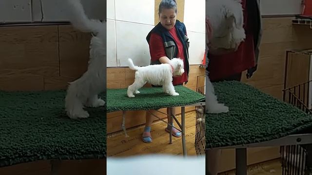 VID 20150811 224314 смотреть онлайн