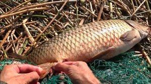 ДИКИЕ САЗАНЫ НА РАКУШКУ И ЧЕРВЯ - РЫБАЛКА НА РЕКЕ НА ПРОСТЫЕ СНАСТИ