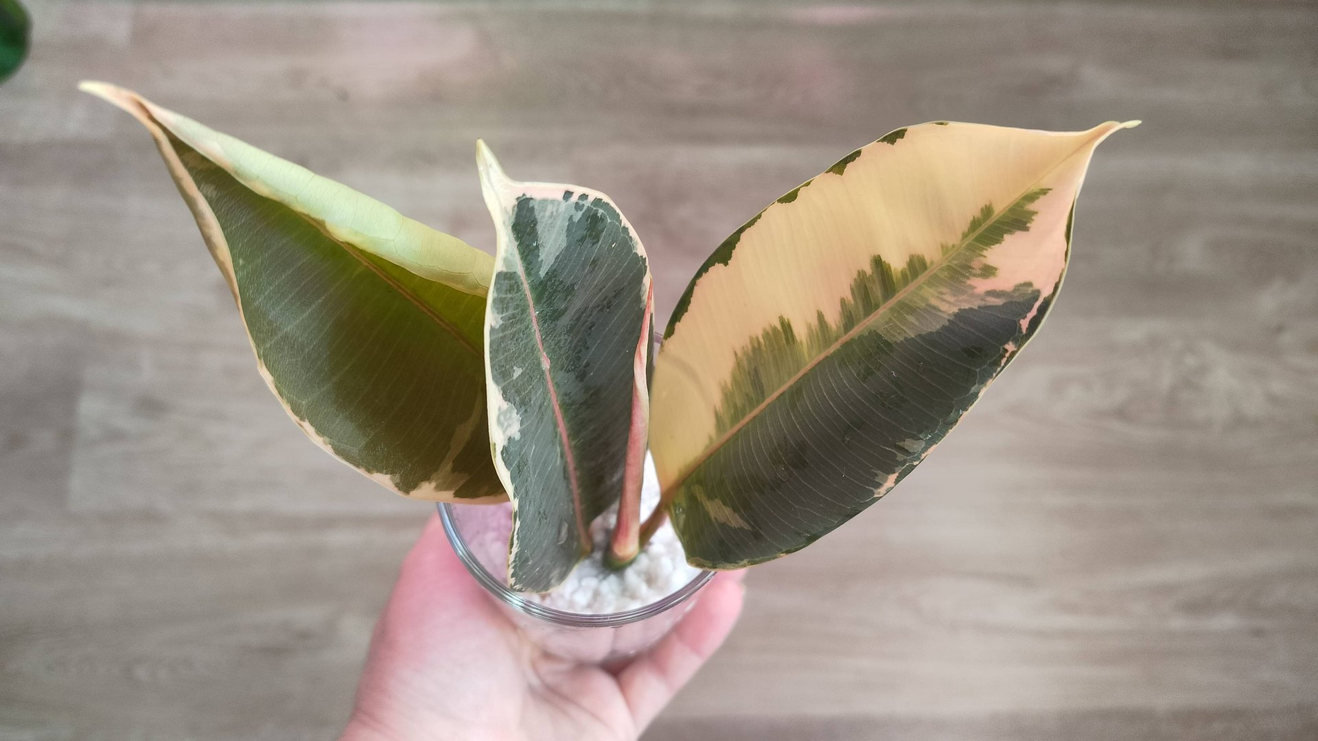 Формирование фикуса Тенике в красивое дерево смотреть онлайн