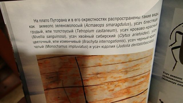 Насекомые Плато Путорана. Горбатовский В.В. Обзор книги. Часть 1. смотреть онлайн