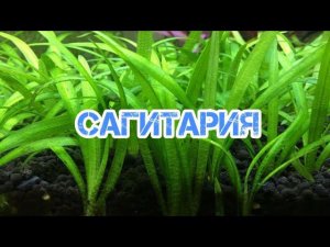 САГИТАРИЯ. СОДЕРЖАНИЕ В АКВАРИУМЕ