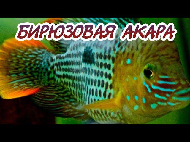 ИНТЕРЕСНЫЕ ФАКТЫ О СОДЕРЖАНИЕ БИРЮЗОВОЙ АКАРЫ. смотреть онлайн