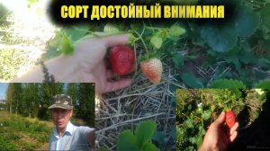 Лучшие сорта ремонтантной клубники.Сорт Крапо 10