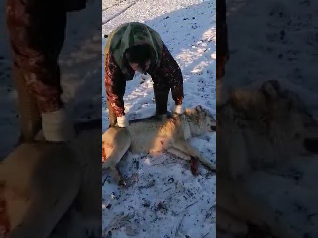 первый волк добытый в этом году