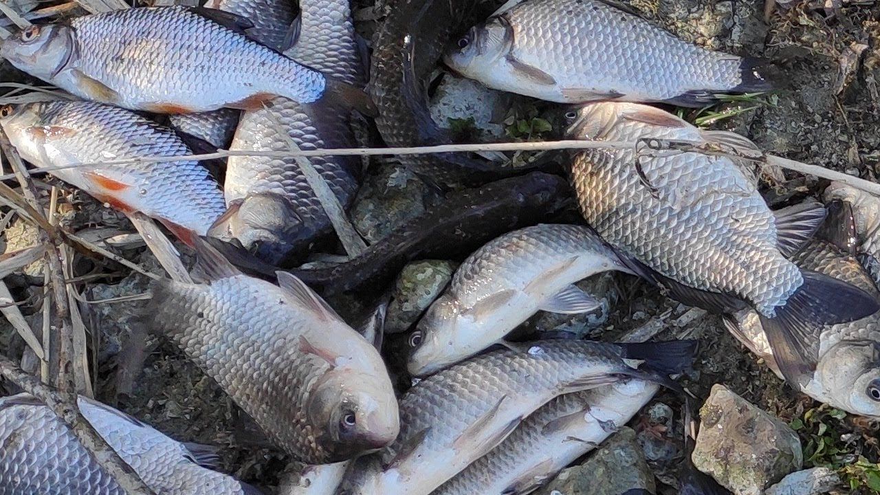 РЫБАЛКА НА ПОПЛАВОК, ЖОР КАРАСЯ И 15 САЗАНОВ НА УДОЧКУ рыболовный дзен и ничего лишнего смотреть онлайн