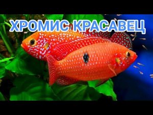 ХРОМИС КРАСАВЕЦ. СОДЕРЖАНИЕ И РАЗВЕДЕНИЕ В АКВАРИУМЕ