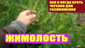 Размножение жимолости зелёными черенками летом